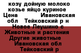 козу дойную молоко козье яйцо куриное › Цена ­ 5 000 - Ивановская обл., Тейковский р-н, Новое Леушино с. Животные и растения » Другие животные   . Ивановская обл.,Тейковский р-н